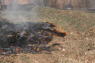 Obraz na płótnie Canvas Fire in the result of drought. Dry grass fire starts in the forest
