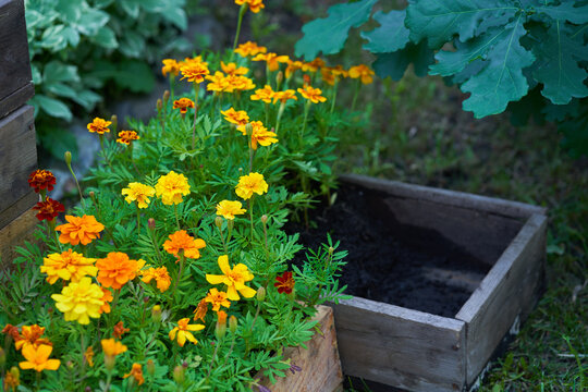 Marigold flowers in a wooden box. The concept of transplanting flowers to a flower bed near the house. High quality photo
