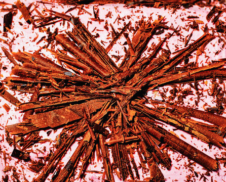 Lapacho or taheebo - herbal tea made from the inner bark of the pau d'arco tree
