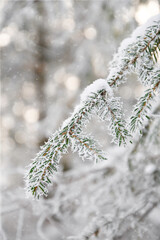 Close up or macro of fir tree covered in snow