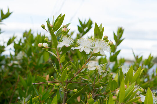 Common myrtle shrub with flowers, Myrtus communis, in Dalmatia, Croatia