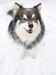 Portrait of a Finnish Lapphund dog outdoors