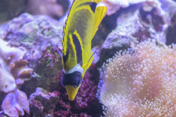 Closeup of the raccoon butterflyfish, Chaetodon lunula.