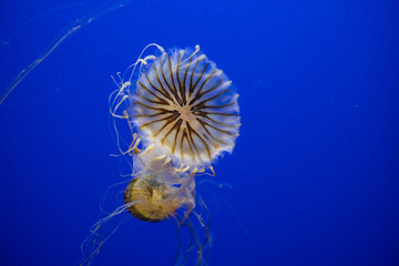 Jellyfish swimming in an aquarium pool