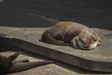 Closeup of a Sumatran otter sleeping on the ground in sunlight