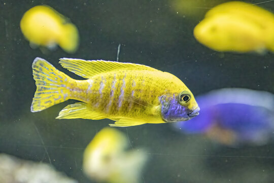 Closeup of a yellow Aulonocara swimming in an aquarium with a flock