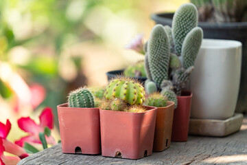 Various cactus succulent houseplant in pot on wooden table