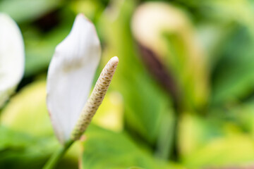 Close up of white pollen of Peace Lily plant, monocot houseplant glowing in formal garden