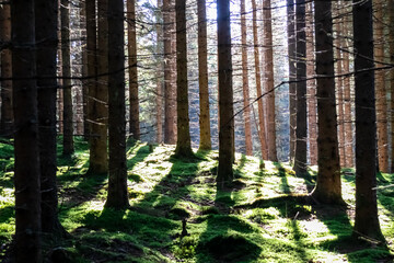 Sun Rays Shining Through Forest