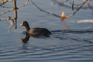 Closeup of the Eurasian coot swimming in the lake. Fulica atra.