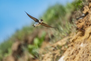 Closeup of a swift bird flying with its wings wide open against greenery