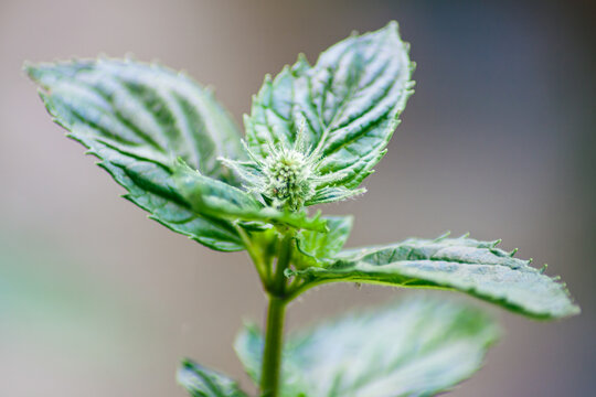 The peppermint flower along with the top leaves.