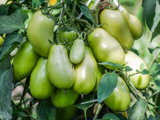A bunch of green tomatoes hanging from a bush waiting to ripen.