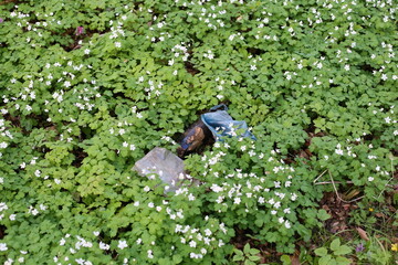 Garbage lying in the woods in the middle of spring flowers. Environmental pollution. Ecological problems. Landfill in the woods bottle, polyethylene
