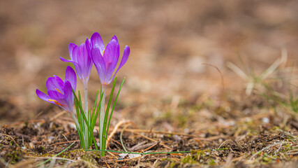 Three early springtime crocus flowers blooms. Closeup, narrow depth-of-field.