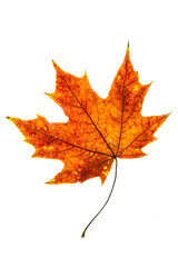 autumn maple leaf red