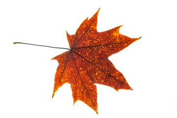 autumn maple leaf