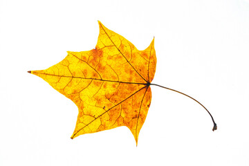 autumn maple leaf yellow and red