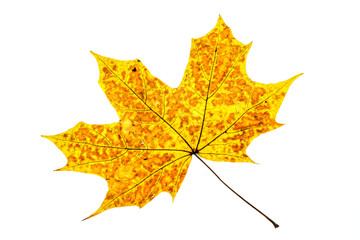 Naklejka na ściany i meble autumn maple leaf yellow