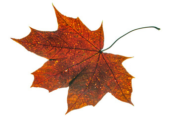 autumn maple leaf