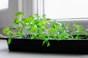 Small green plant sprouts with green leaves grow naturally in a container on the windowsill.