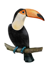 Obraz premium watercolor illustration of toucan on white background