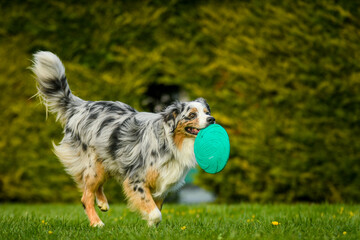 Chien de race berger australien qui joue dans un parc