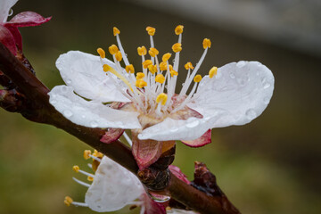 Closeup of white Armenian plum blossom covered with dewdrops on the branch of a tree