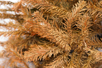 Spruce thrown away after the holidays. Background of christmas tree branches. Dry branches of spruce, in the thick of fir branches