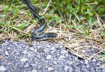 Closeup of a stocky, small Common European viper snake crawling through the grass in the forest