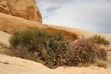 Plants in Red Rock Canyon National Conservation Area in Nevada, the USA