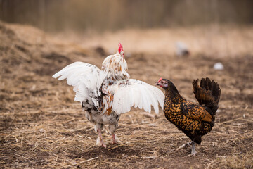 Rooster and a chicken mating in the hayloft.