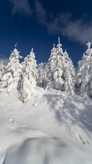 Vertical shot of tall fir trees covered in snow in the Black Forest