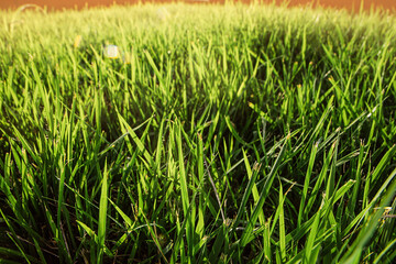 grass low angle close-up view
