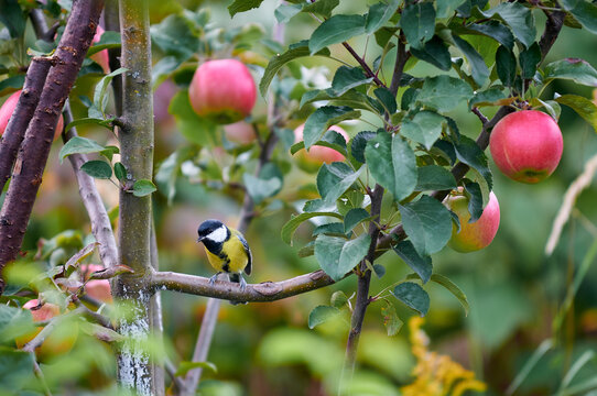 little titmouse on a branch of red apple