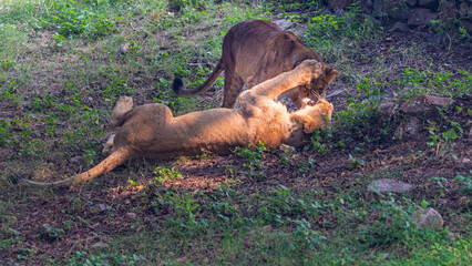 Lions playing in a forest in the daytime.
