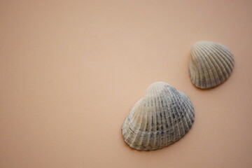 Two white grey seashells on an pale brown table