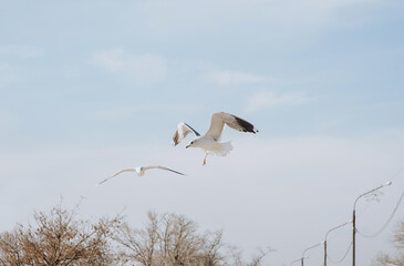 Beautiful white seagulls fly and hover above the land and above the sea near the pier in cloudy spring weather.