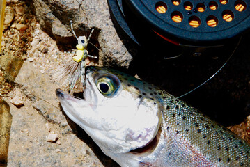 A rainbow trout caught on a grasshopper imitation
