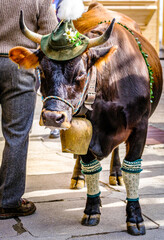 nice cow with bavarian hat