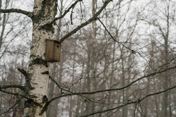 The house for birds is suspended on a birch in the spring forest