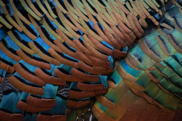 colorful feathers of mountain turkey in Mexico