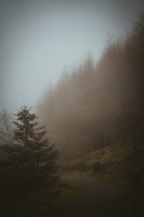 Beautiful portrait of a foggy forest in Ireland