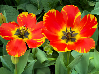 red and yellow tulips