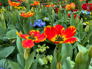 tulips in the garden