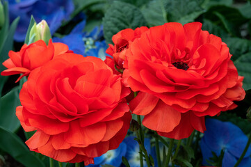 red flower in garden. Beautiful Ranunculus flowers