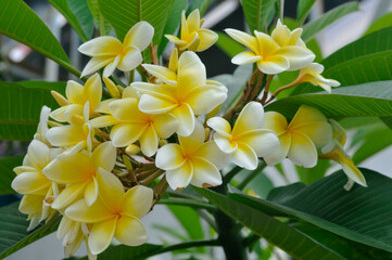 yellow frangipani flowers