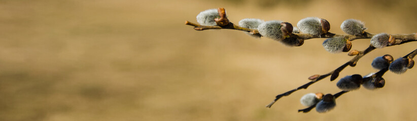 a willow branch in the forest. blossoming buds. the concept of spring, awakened willow buds. banner place for text © Valiantsina