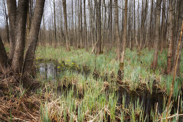 Spring in the Biebrza valley, alder marsh forest