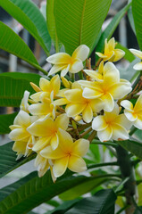 a bunch of frangipani flowers on a green background